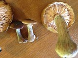 Mortierella armillariicola image
