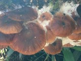 Mortierella armillariicola image