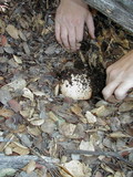 Leccinum manzanitae image