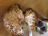 Mortierella armillariicola image