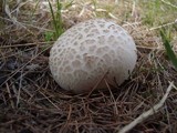 Lycoperdon utriforme image
