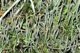 Cladonia rei image
