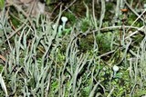 Cladonia rei image