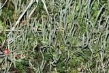 Cladonia rei image