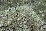 Phaeophyscia rubropulchra image
