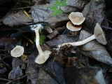 Meottomyces dissimulans image