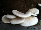 Pleurotus pulmonarius image