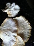 Pleurotus pulmonarius image