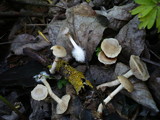 Meottomyces dissimulans image