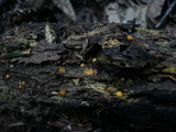 Phaeohelotium umbilicatum image