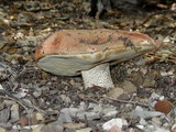 Leccinum manzanitae image