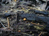 Phaeohelotium umbilicatum image