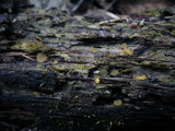 Phaeohelotium umbilicatum image
