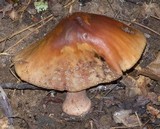 Amanita brunneolocularis image