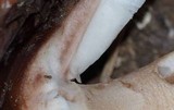 Amanita brunneolocularis image