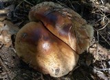 Amanita brunneolocularis image