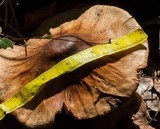 Amanita brunneolocularis image