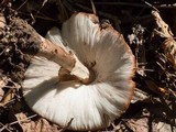 Amanita brunneolocularis image