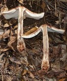 Amanita brunneolocularis image