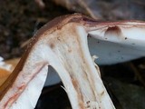 Amanita brunneolocularis image