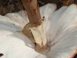 Amanita brunneolocularis image
