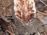 Amanita brunneolocularis image