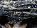 Phaeohelotium umbilicatum image