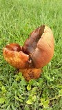 Phlebopus sudanicus image