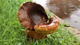 Phlebopus sudanicus image