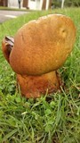 Phlebopus sudanicus image