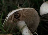 Hebeloma crustuliniforme image