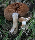 Hebeloma crustuliniforme image