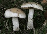 Hebeloma crustuliniforme image