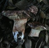 Tricholoma dryophilum image