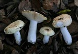 Russula cremoricolor image