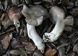 Entoloma ferruginans image