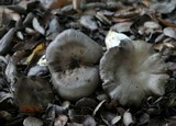 Entoloma ferruginans image