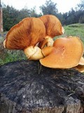 Gymnopilus ventricosus image