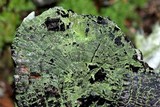 Trapeliopsis flexuosa image