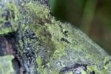 Trapeliopsis flexuosa image