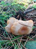 Clitocybe fragrans image