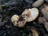Russula cremoricolor image