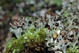 Cladonia pyxidata image
