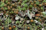 Cladonia pyxidata image