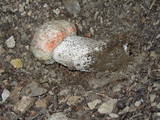 Leccinum manzanitae image