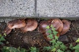 Tricholoma fracticum image