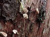 Micromphale arbuticola image