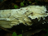 Phanerochaete velutina image