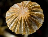 Parasola miser image