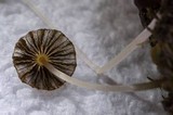 Parasola miser image